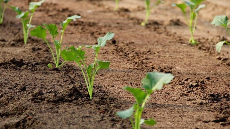 Paano makakuha ng isang mahusay na ani ng rutabaga: paglaki at pangangalaga ayon sa mga tagubilin para sa mga nagsisimula