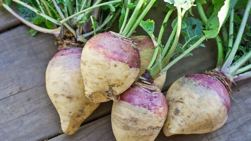 Hur man får en bra skörd av rutabaga: odling och skötsel enligt instruktioner för nybörjare