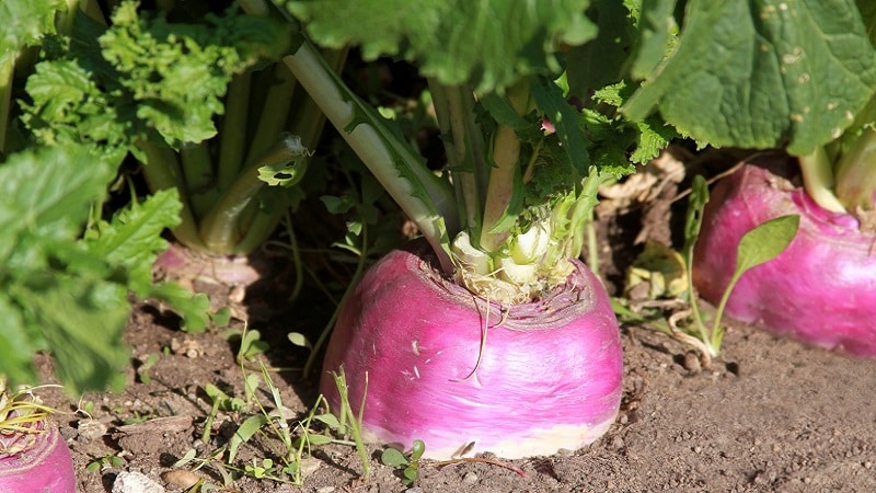 İyi bir rutabaga hasadı nasıl elde edilir: yeni başlayanlar için talimatlara göre yetiştirme ve bakım