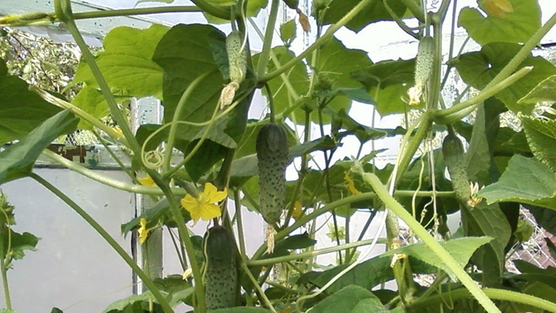 How to plant cucumbers in a greenhouse in July and is it possible to do this?