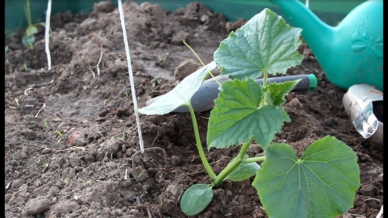 How to plant cucumbers in a greenhouse in July and is it possible to do this?