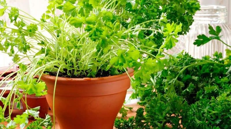 How to properly grow parsley on a windowsill and get a harvest all year round