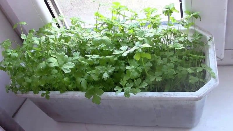 Paano maayos na palaguin ang perehil sa isang windowsill at makakuha ng ani sa buong taon