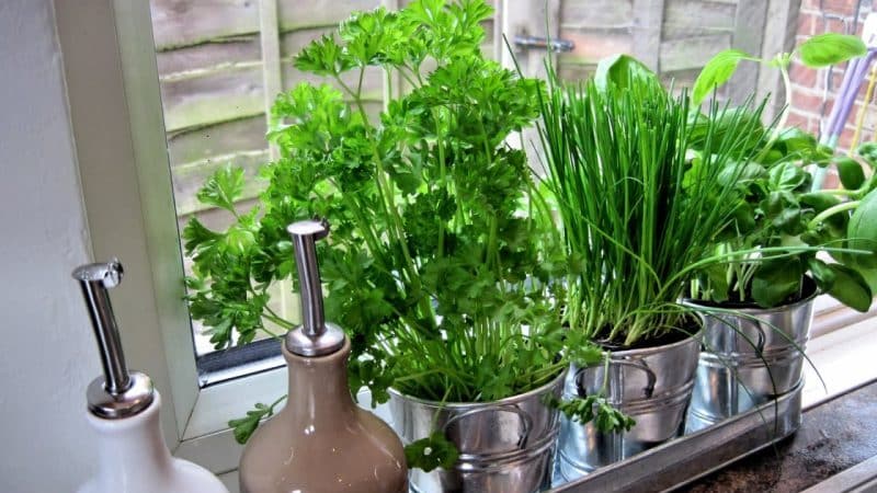 How to properly grow parsley on a windowsill and get a harvest all year round