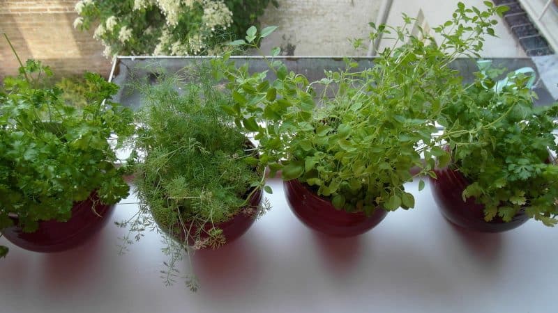 How to properly grow parsley on a windowsill and get a harvest all year round