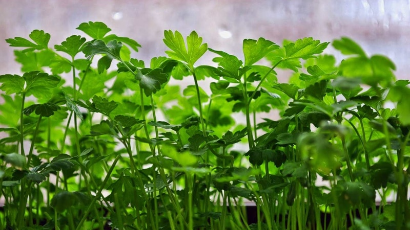 Parsley - paglalarawan, paglilinang, larawan