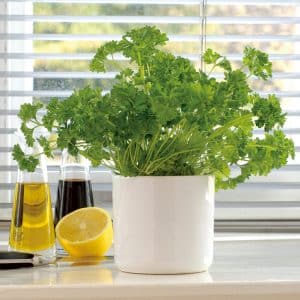 How to properly grow parsley on a windowsill and get a harvest all year round