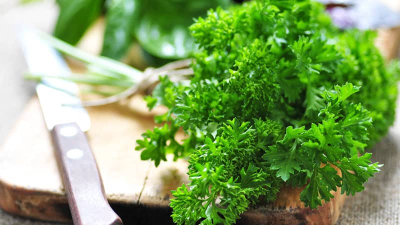 How to properly grow parsley on a windowsill and get a harvest all year round