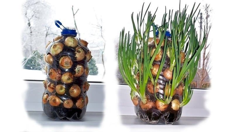 How to grow onions in a plastic bottle at home