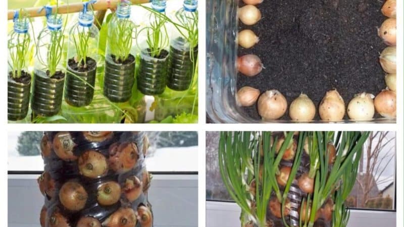 How to grow onions in a plastic bottle at home