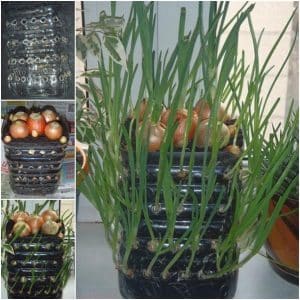 How to grow onions in a plastic bottle at home