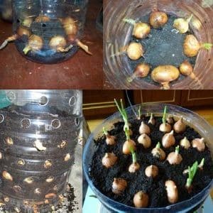 How to grow onions in a plastic bottle at home