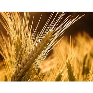 What varieties of rye are there: seed, winter and other varieties