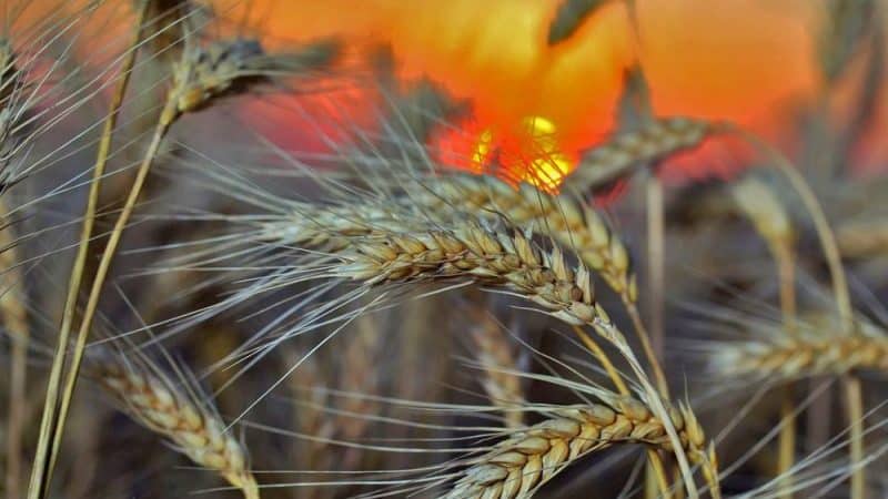 ¿Qué variedades de centeno existen: semilla, invierno y otras variedades?