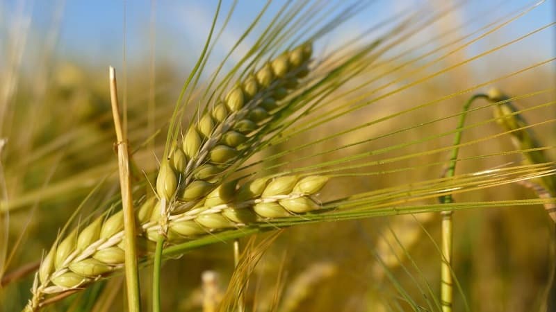 Kādas ir miežu šķirnes, to īpašības un apraksti