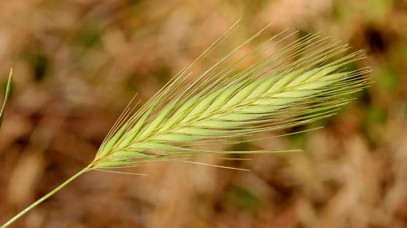 Kādas ir miežu šķirnes, to īpašības un apraksti