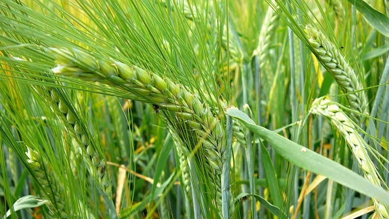 Quali sono le varietà di orzo, le loro caratteristiche e descrizioni