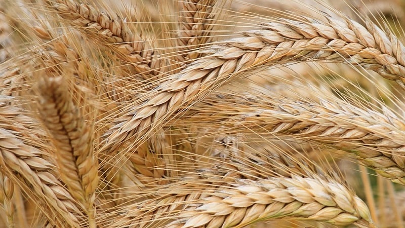 Quali sono le varietà di orzo, le loro caratteristiche e descrizioni