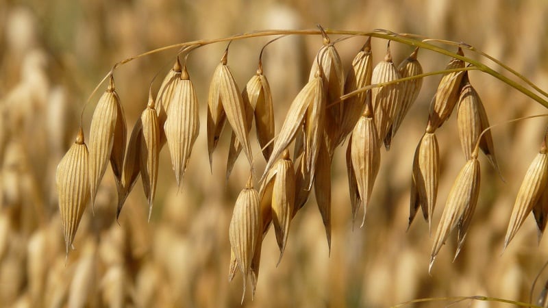 ¿Cuáles son los tipos y variedades de avena?