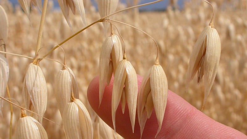 ¿Cuáles son los tipos y variedades de avena?