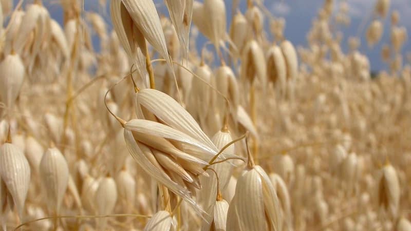 What are the types and varieties of oats?