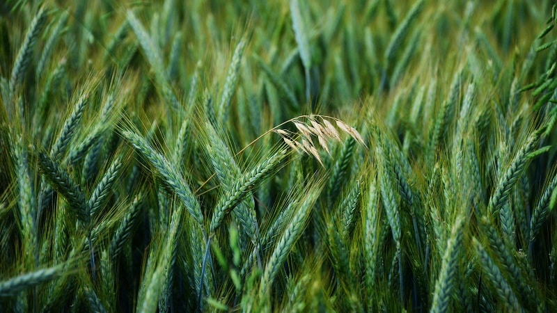 Quali sono i tipi e le varietà di avena?