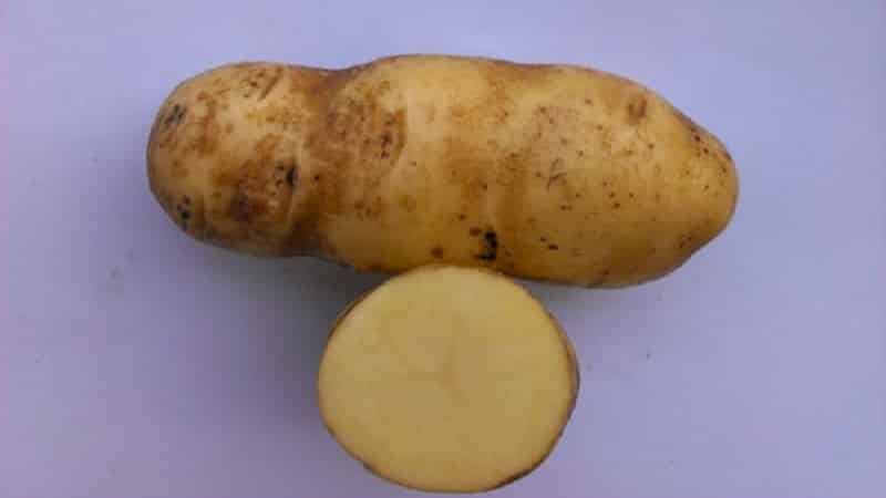 Quins tipus de patates són millors per fregir: vermelles o blanques?