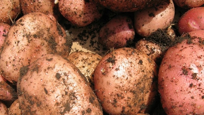 Which types of potatoes are better for frying: red or white?