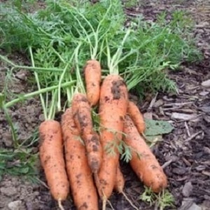 What varieties of carrots are best suited for growing in the Urals