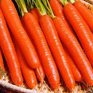 What varieties of carrots are best suited for growing in the Urals