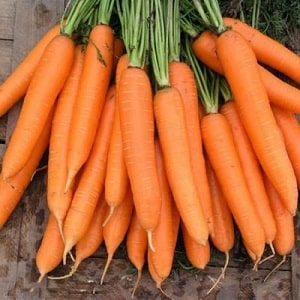 What varieties of carrots are best suited for growing in the Urals