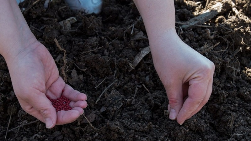 What varieties of carrots are best suited for growing in the Urals