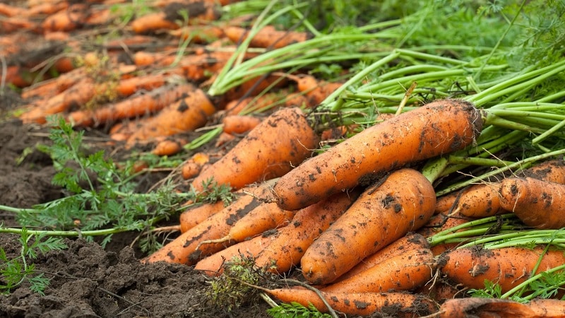 What varieties of carrots are best suited for growing in the Urals