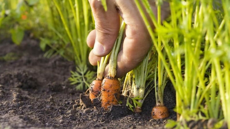 What varieties of carrots are best suited for growing in the Urals