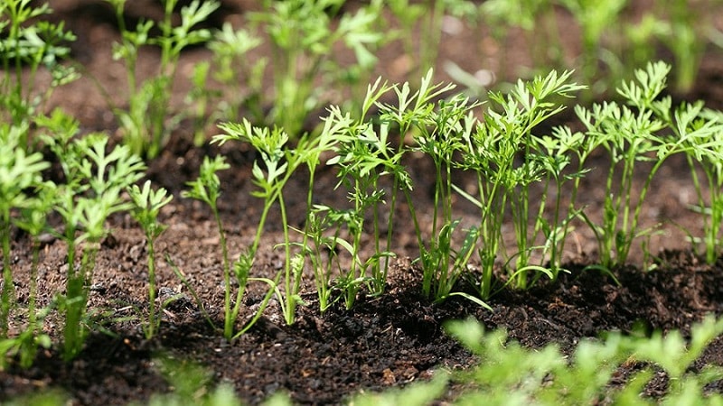 What varieties of carrots are best suited for growing in the Urals