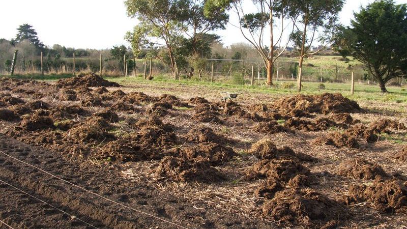 ¿Qué fertilizantes aplicar en otoño después de cosechar patatas?