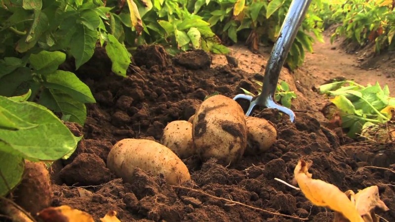 ¿Qué fertilizantes aplicar en otoño después de cosechar patatas?