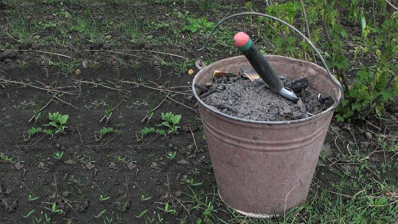 Welke meststoffen moeten in de herfst worden toegepast na het oogsten van aardappelen?