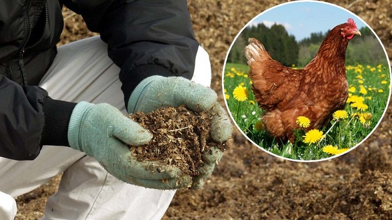 Welke meststoffen moeten in de herfst worden toegepast na het oogsten van aardappelen?