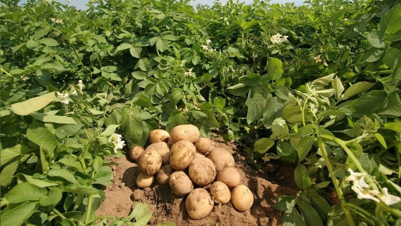 Quali tipi di fertilizzanti è meglio usare quando si piantano le patate?