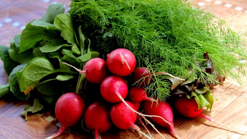 Calorie content of radish and beneficial properties for the human body