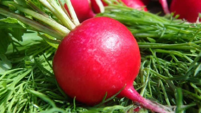 Calorie content of radish and beneficial properties for the human body