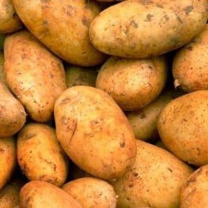 Mid-early potato variety Breeze mula sa Belarusian breeders