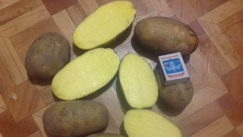 Mid-early potato variety Breeze from Belarusian breeders