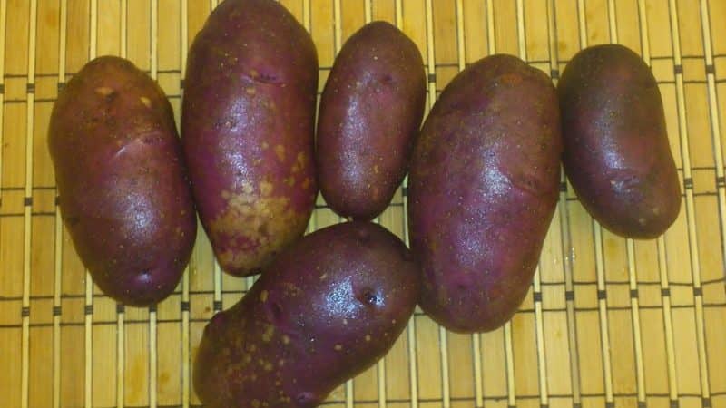 Hindi mapagpanggap na iba't ibang patatas na Chugunka para sa mga rehiyon na may mapagtimpi na klima at timog na mga rehiyon