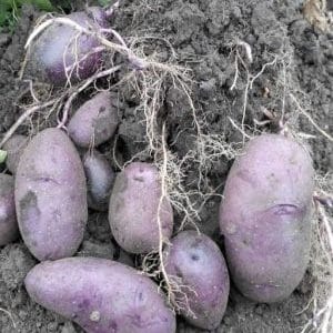 Bescheiden aardappelras Chugunka voor streken met een gematigd klimaat en zuidelijke streken