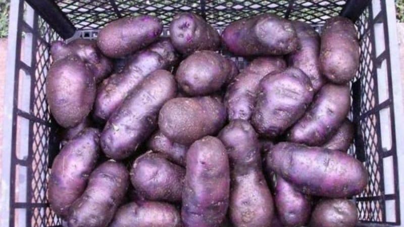 Varietà di patate senza pretese Chugunka per regioni con climi temperati e regioni meridionali