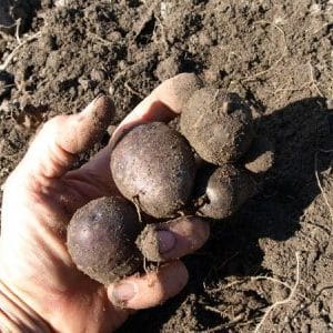 Variedade de batata despretensiosa Chugunka para regiões de clima temperado e regiões do sul