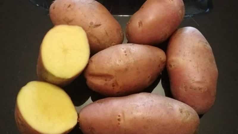 Varietà di patate evolutiva ad alto rendimento, capace di adattarsi a qualsiasi condizione climatica