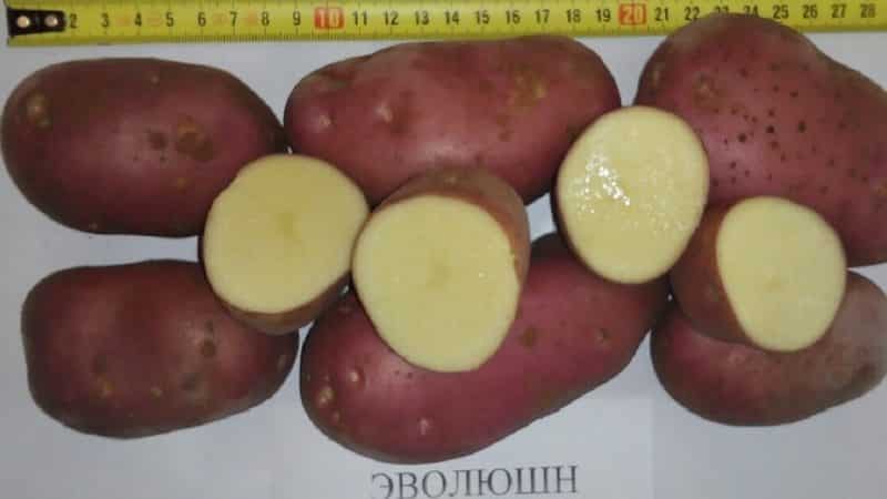 High-yielding potato variety Evolution, capable of adapting to any climate conditions